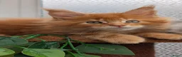 Maine Coon cats for sale: Adorable Maine coon kittens  - Advert 33