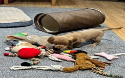 Cocker Spaniel dogs for sale: Beautiful show type puppies  - Image 3