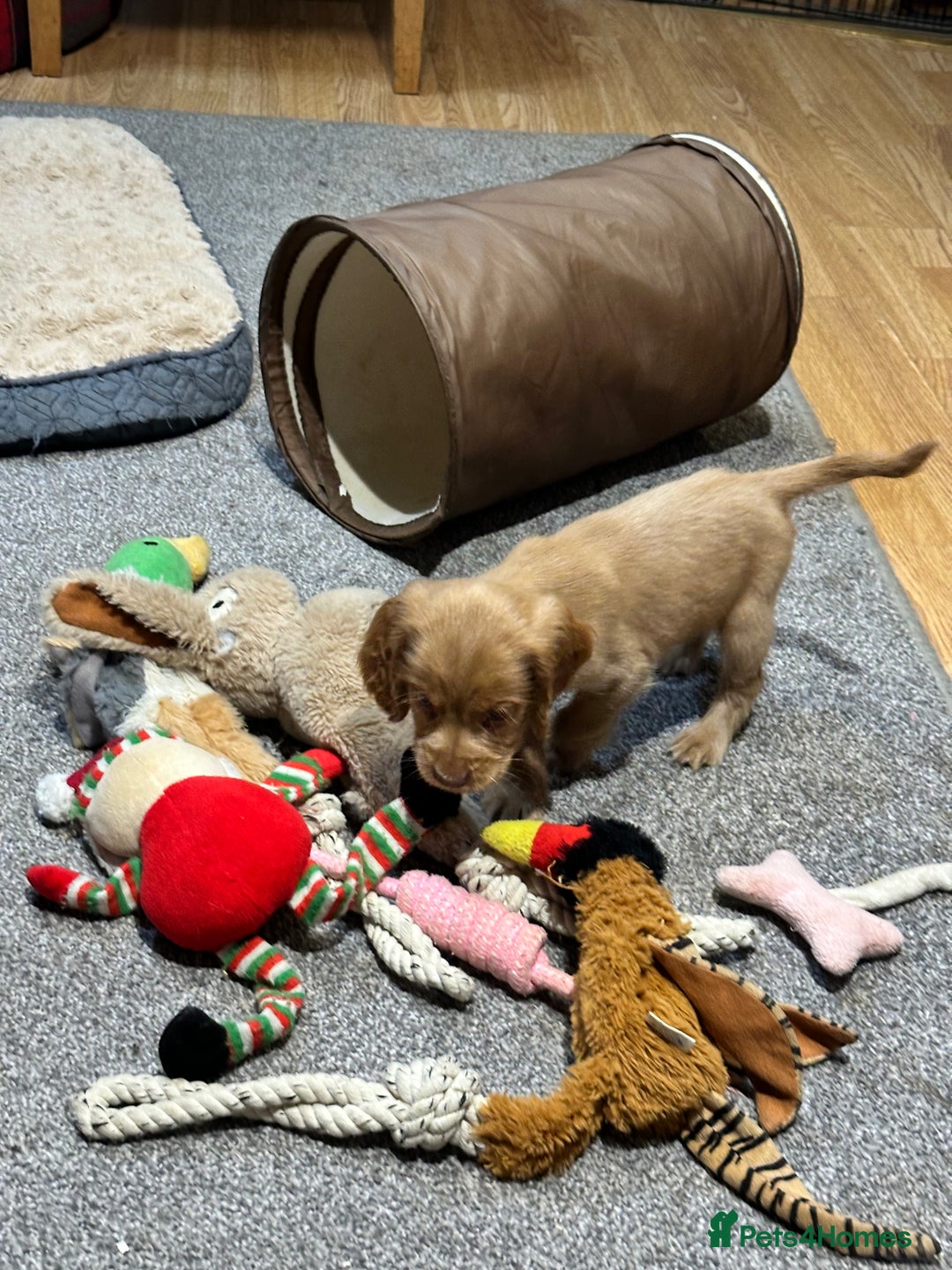 Cocker Spaniel dogs for sale: Beautiful show type puppies  - Image 3