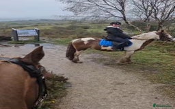Irish Cob horses for sale: 5 yo skewbald cob 13.3 hh  - Image 17
