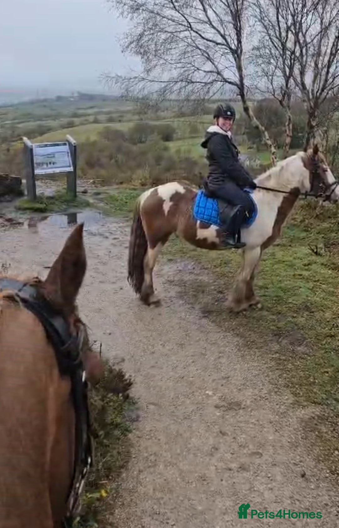 Irish Cob horses for sale: 5 yo skewbald cob 13.3 hh  - Image 17