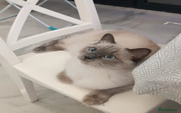Ragdoll cats for sale: Beautiful and rare European Ragdoll in Reading - Image 1