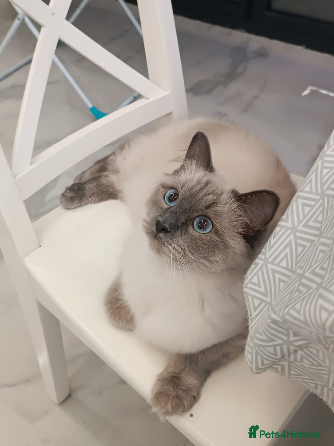 Ragdoll cats for sale: Beautiful and rare European Ragdoll in Reading - Image 1