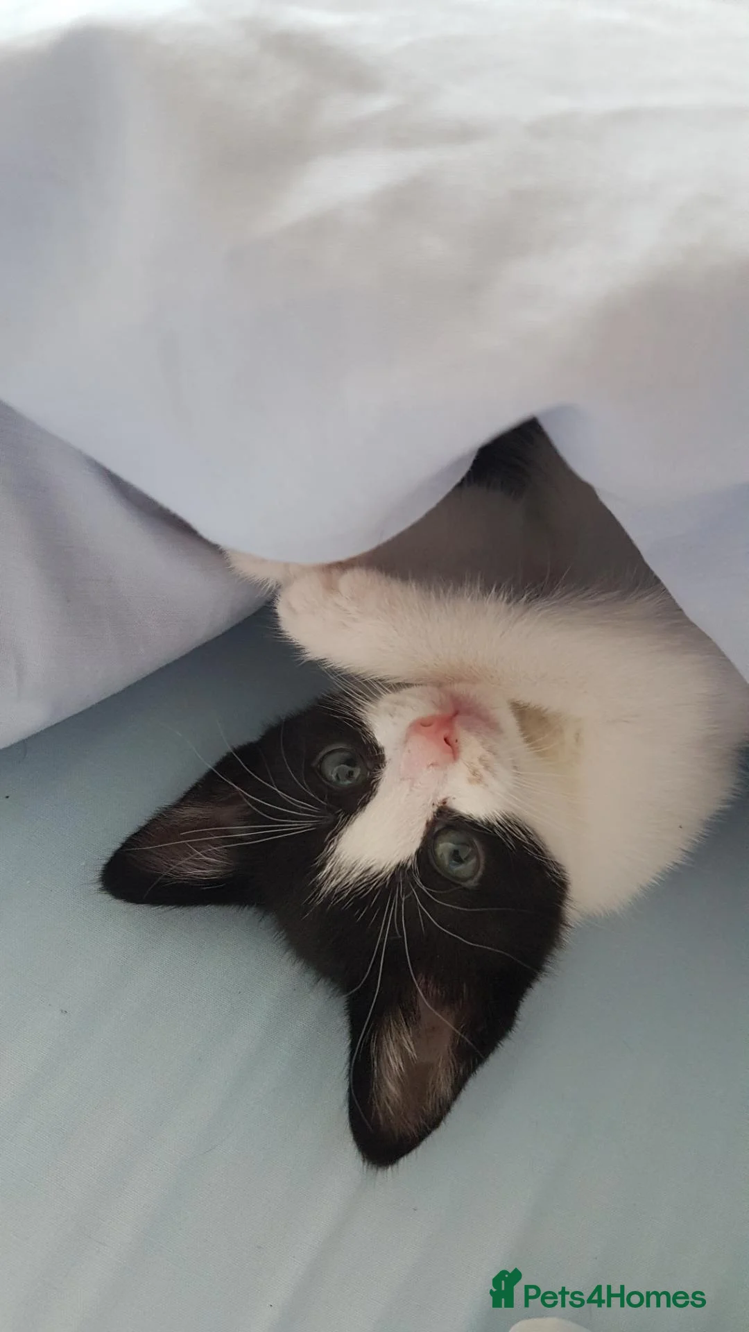 Mixed Breed cats for sale: Beautiful female kitten . - Advert 2