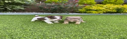 Jack Russell dogs for sale: Gorgeous Miniature Jack Russell Puppies  - Advert 22