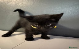 Mixed Breed cats for sale: Mixed breed kittens for sale - Image 13