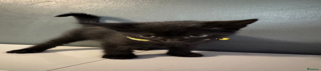 Mixed Breed Kitten 10