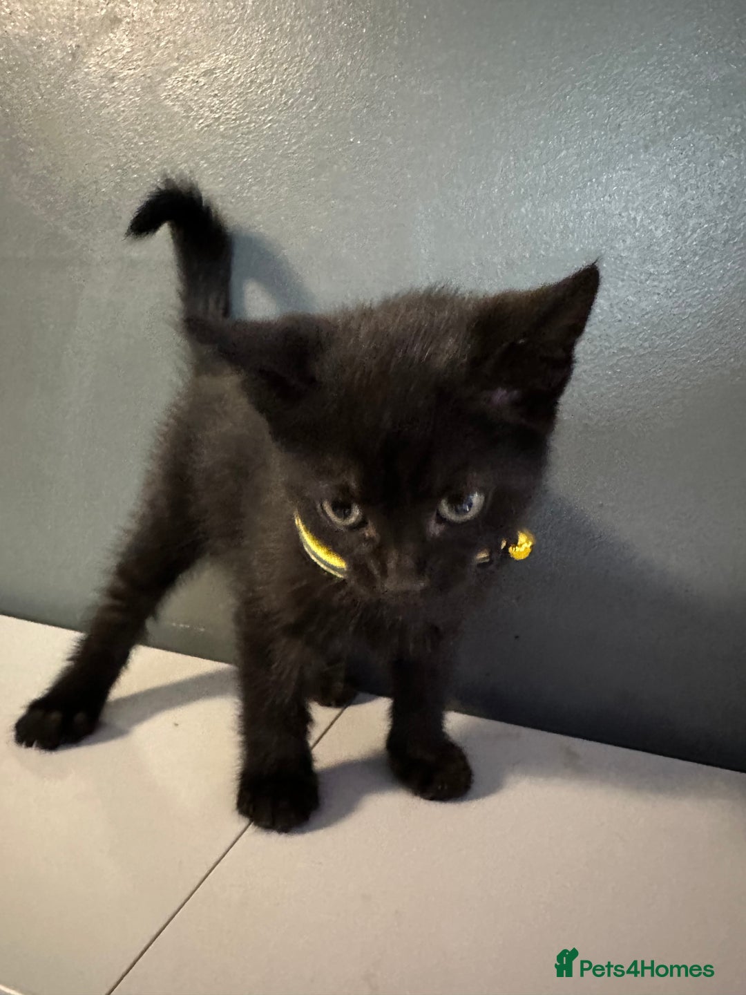 Mixed Breed cats for sale: Mixed breed kittens for sale - Image 13