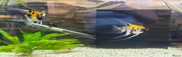Angelfish fish for sale: Breeding Pair Koi Angel Fish - Advert 3