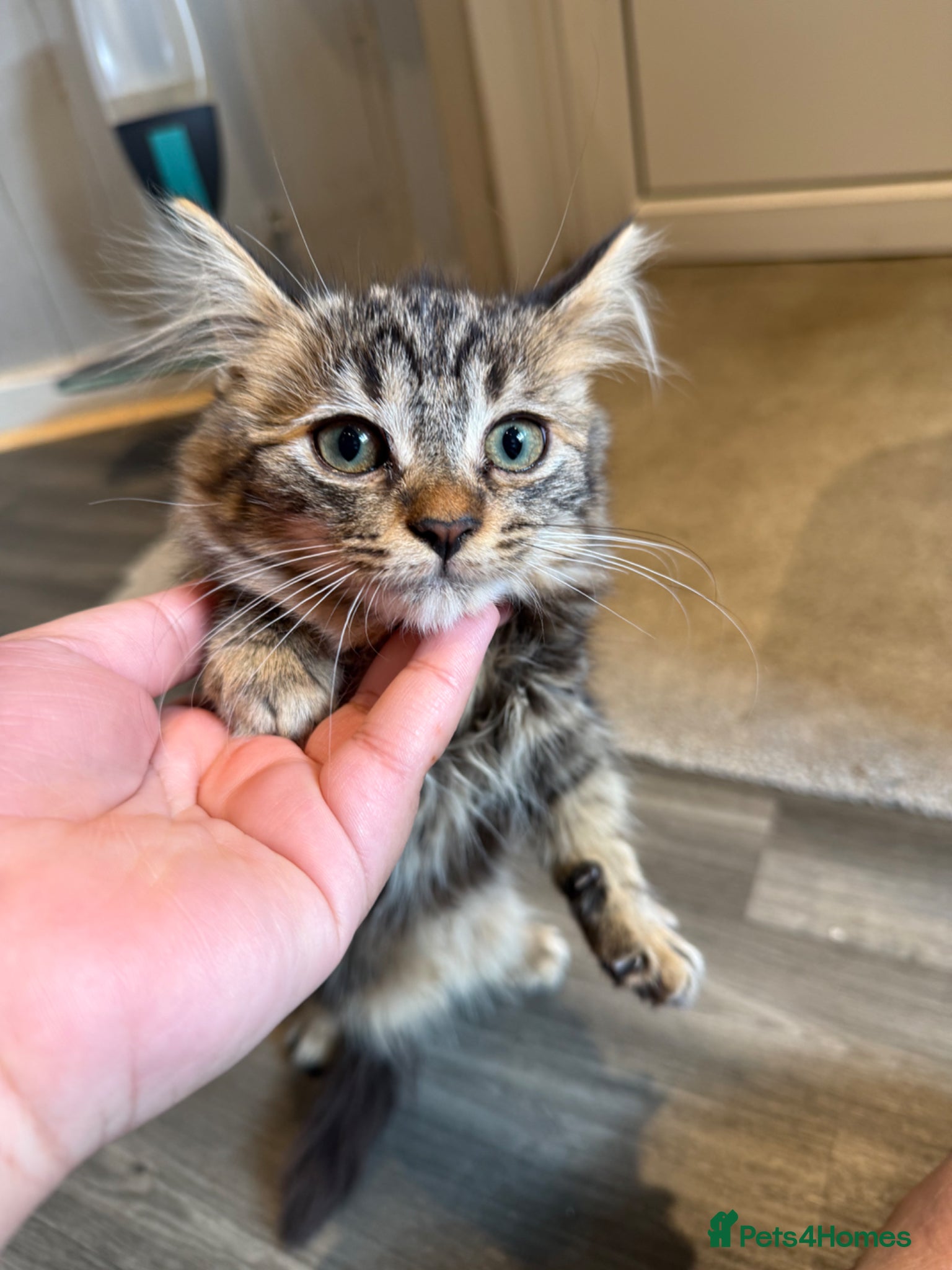 Mixed Breed cats Chocolate Fluffy Female Kitten (last one left) - Advert 8