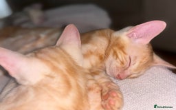 Bengal cats for sale: Unique Bengal Kittens  - Image 11