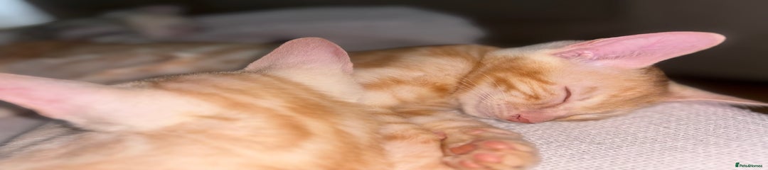Bengal Kitten 4
