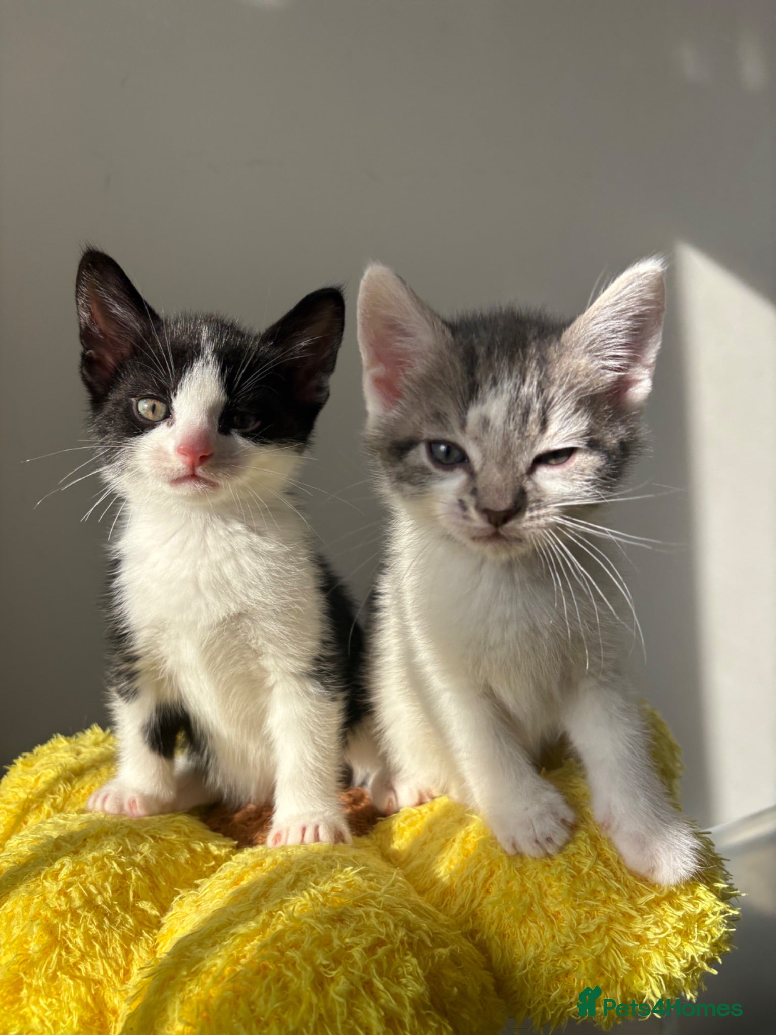 Mixed Breed cats Four dream little boy kittens.  - Advert 8
