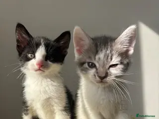 Mixed Breed cats Four dream little boy kittens. - Advert 8