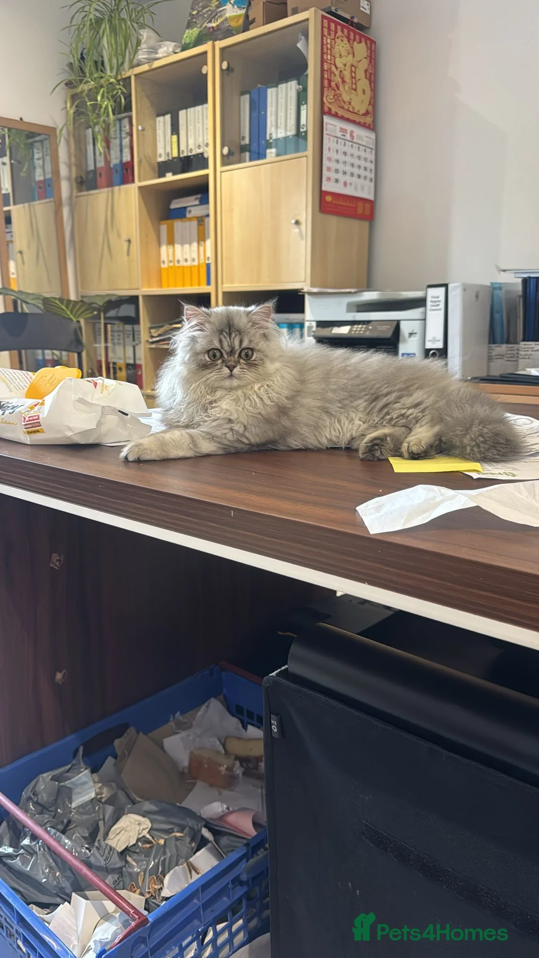 Persian cats for sale: Persian Chinchilla  - Advert 10