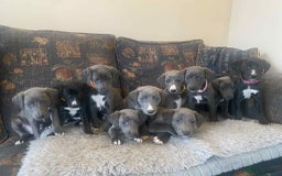 Mixed Breed dogs for sale: Beautiful Saluki x Whippet puppies - Image 4
