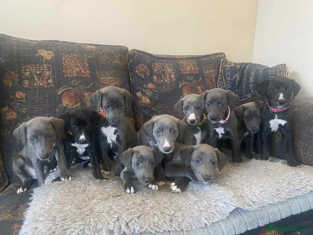 Mixed Breed dogs for sale: Beautiful Saluki x Whippet puppies - Image 4