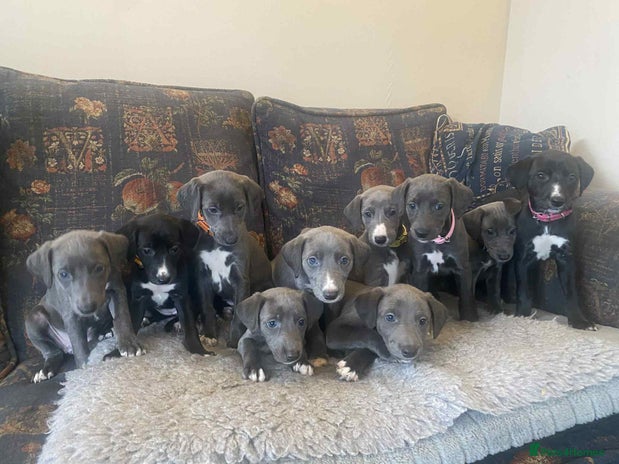 Mixed Breed dogs - Advert 1