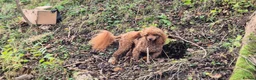 Cockapoo dogs for sale: Cockapoo pups - Advert 8