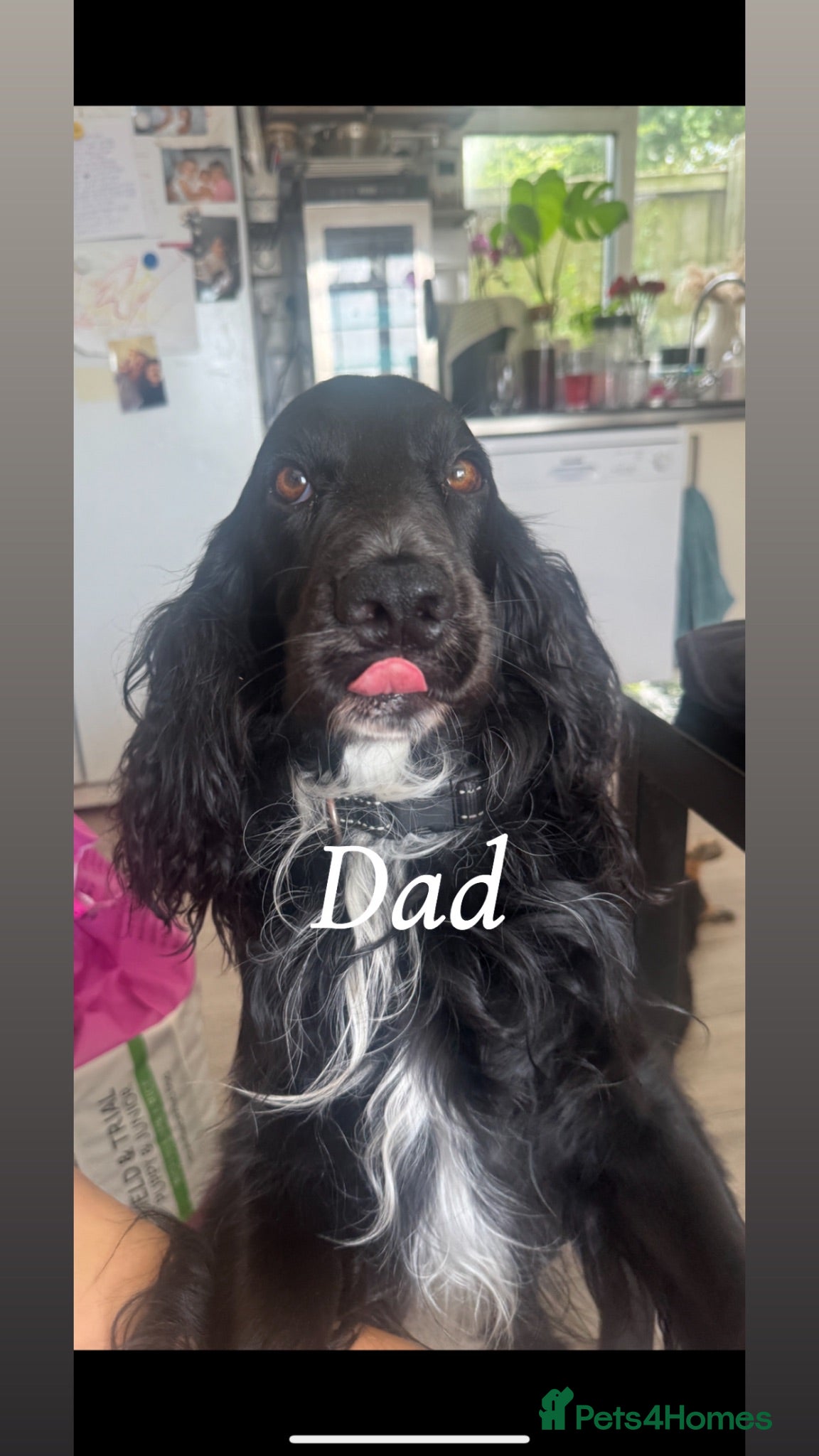 Mixed Breed dogs Beautiful GSD x cocker spaniel x Irish setter pups - Advert 2