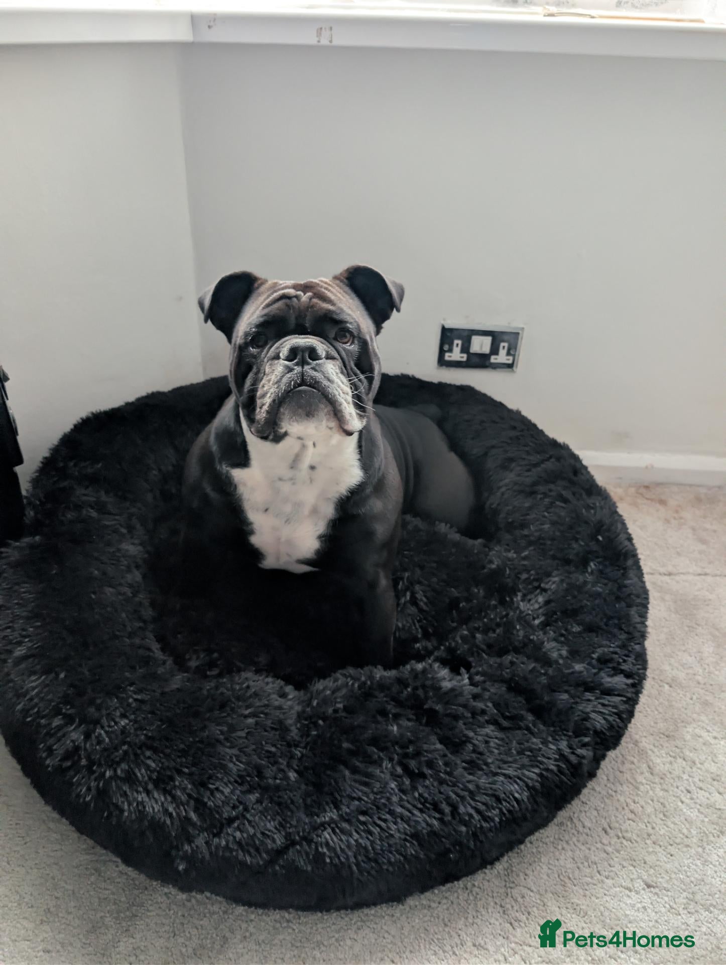 Olde English Bulldogge dogs Re-home 2 year old female English bulldog  - Advert 3