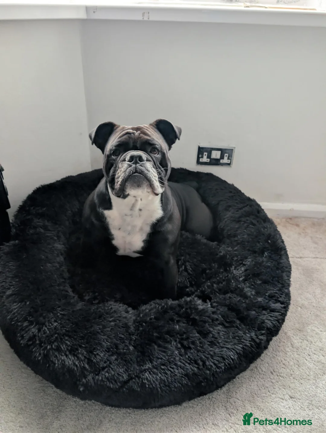 Olde English Bulldogge dogs for sale: Re-home 2 year old female English bulldog  in Hoddesdon - Advert 1