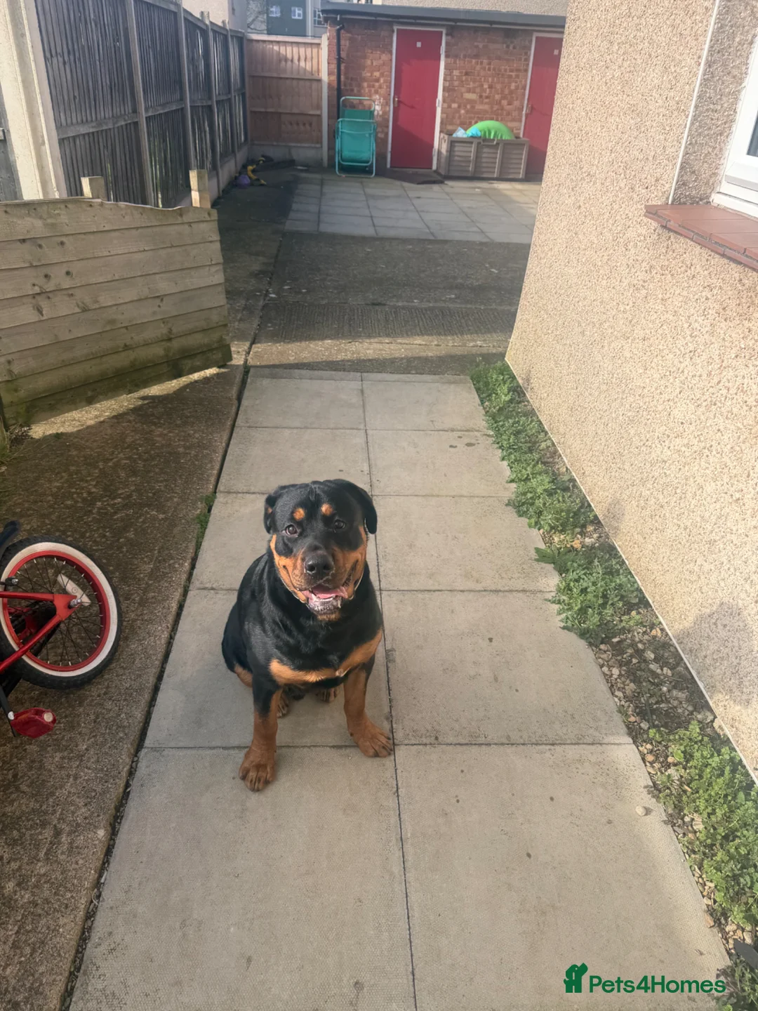 Rottweiler dogs for sale: Rottweiler  - Advert 7