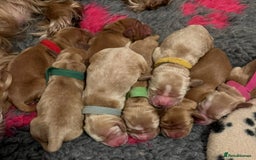 Cocker Spaniel dogs for stud: Gorgeous Orange Roan Show Cocker Spaniel for stud in Cardiff - Image 6
