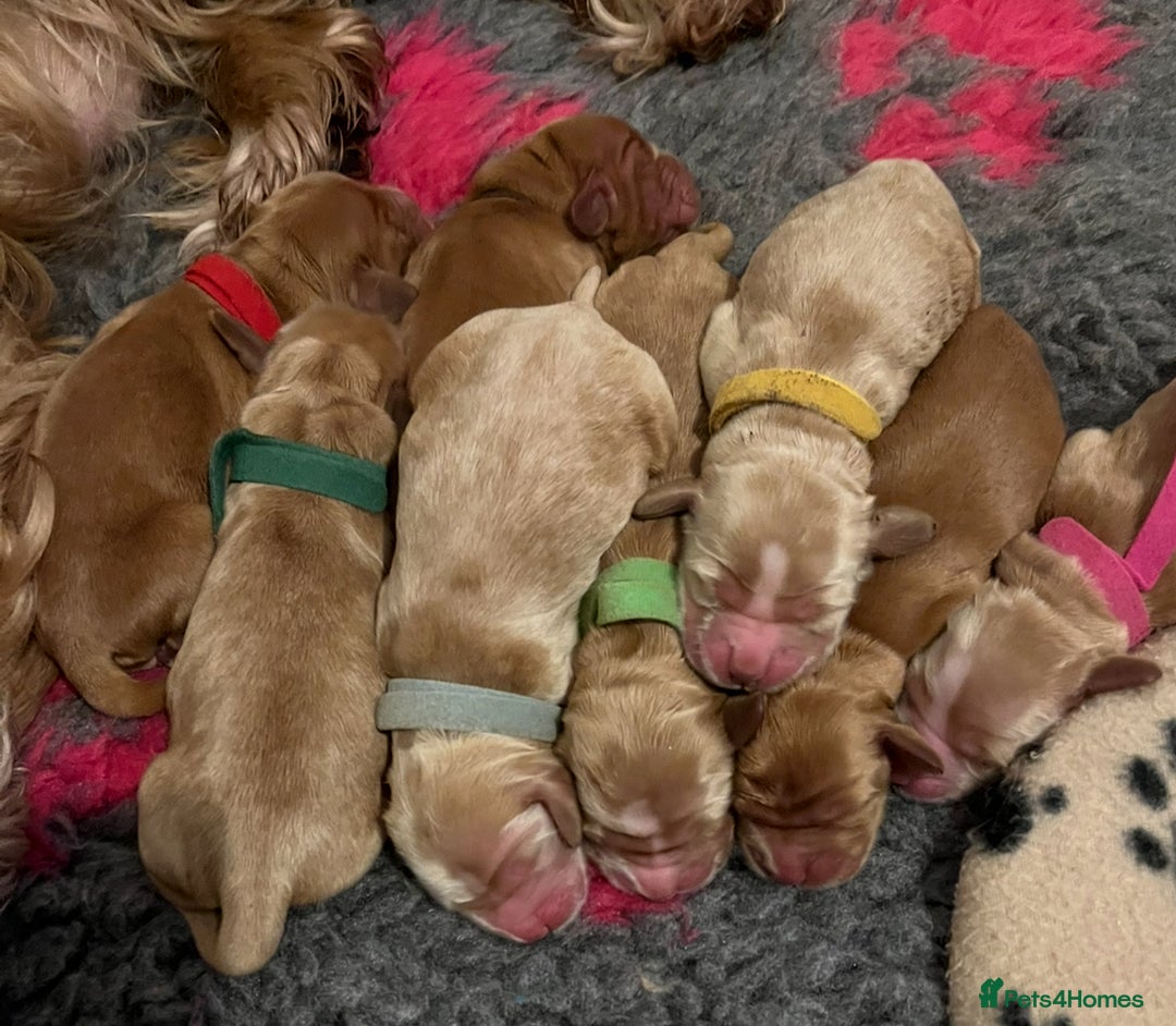Cocker Spaniel dogs for stud: Gorgeous Orange Roan Show Cocker Spaniel for stud in Cardiff - Image 6