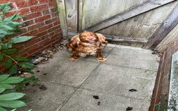 Mixed Breed dogs for sale: Golden Cocker Spaniel Female - Image 1
