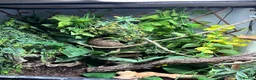 Gecko reptiles for sale: Gary gecko and enclosure  in Witney - Advert 5