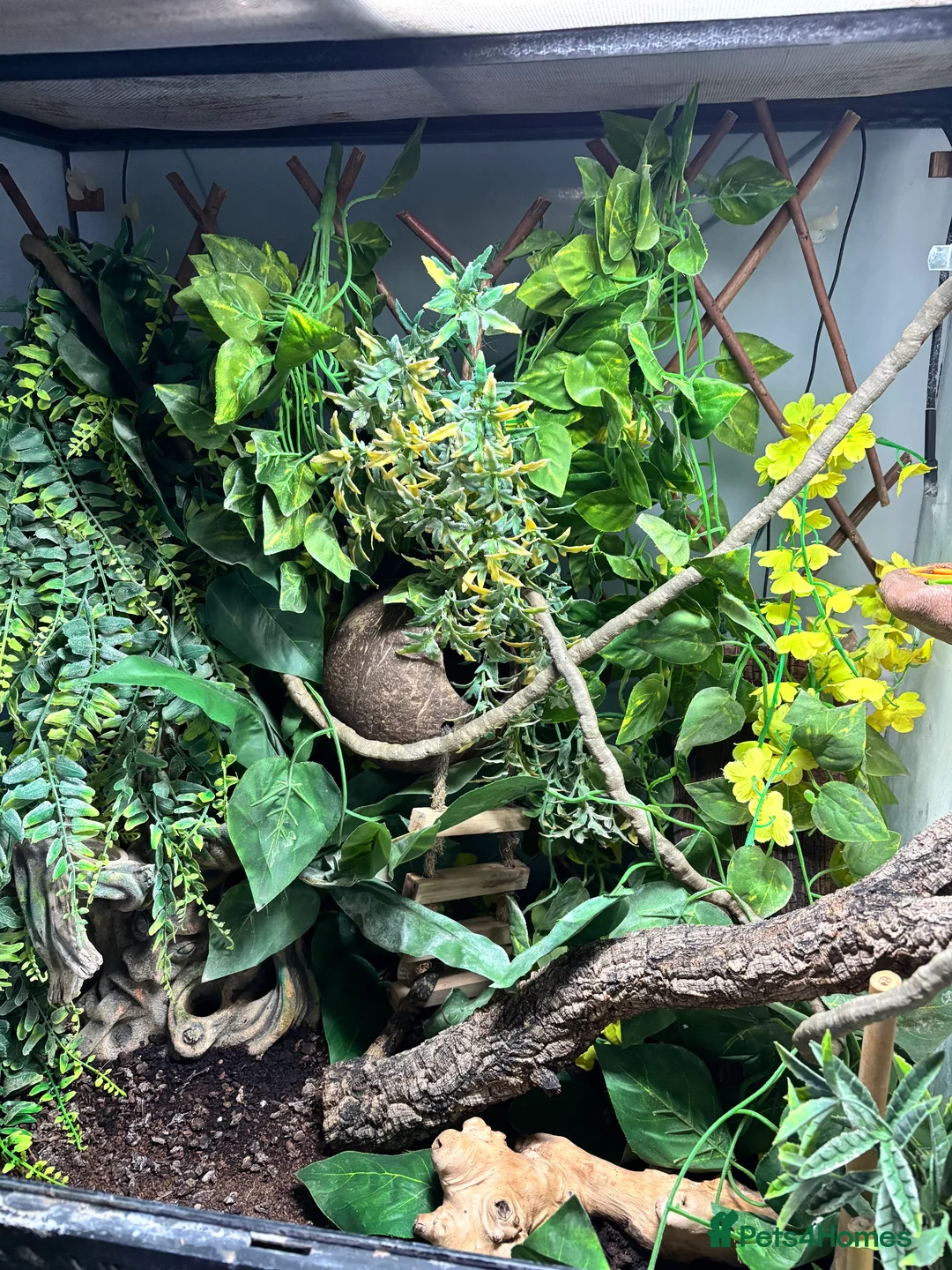 Gecko reptiles for sale: Gary gecko and enclosure  in Witney - Advert 5