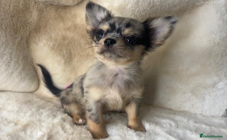 Chihuahua dogs - Advert 1