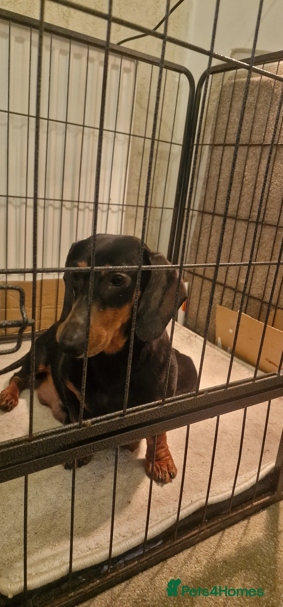 Miniature Dachshund dogs for sale: MINI DACHSHUND PUPPIES  - Advert 2