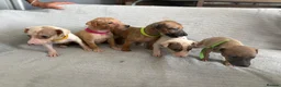 Whippet dogs for sale: 🐾 Beautiful Whippet Puppies – Boys & Girls - Advert 2