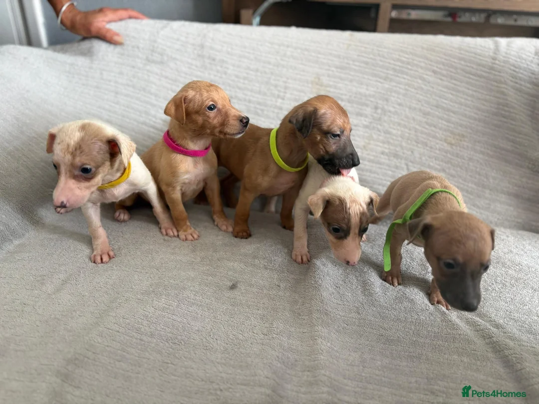 Whippet dogs for sale: 🐾 Beautiful Whippet Puppies – Boys & Girls - Advert 2