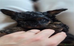 Cavapoo dogs for sale: Beautiful phantom F1B cavapoos - Image 16