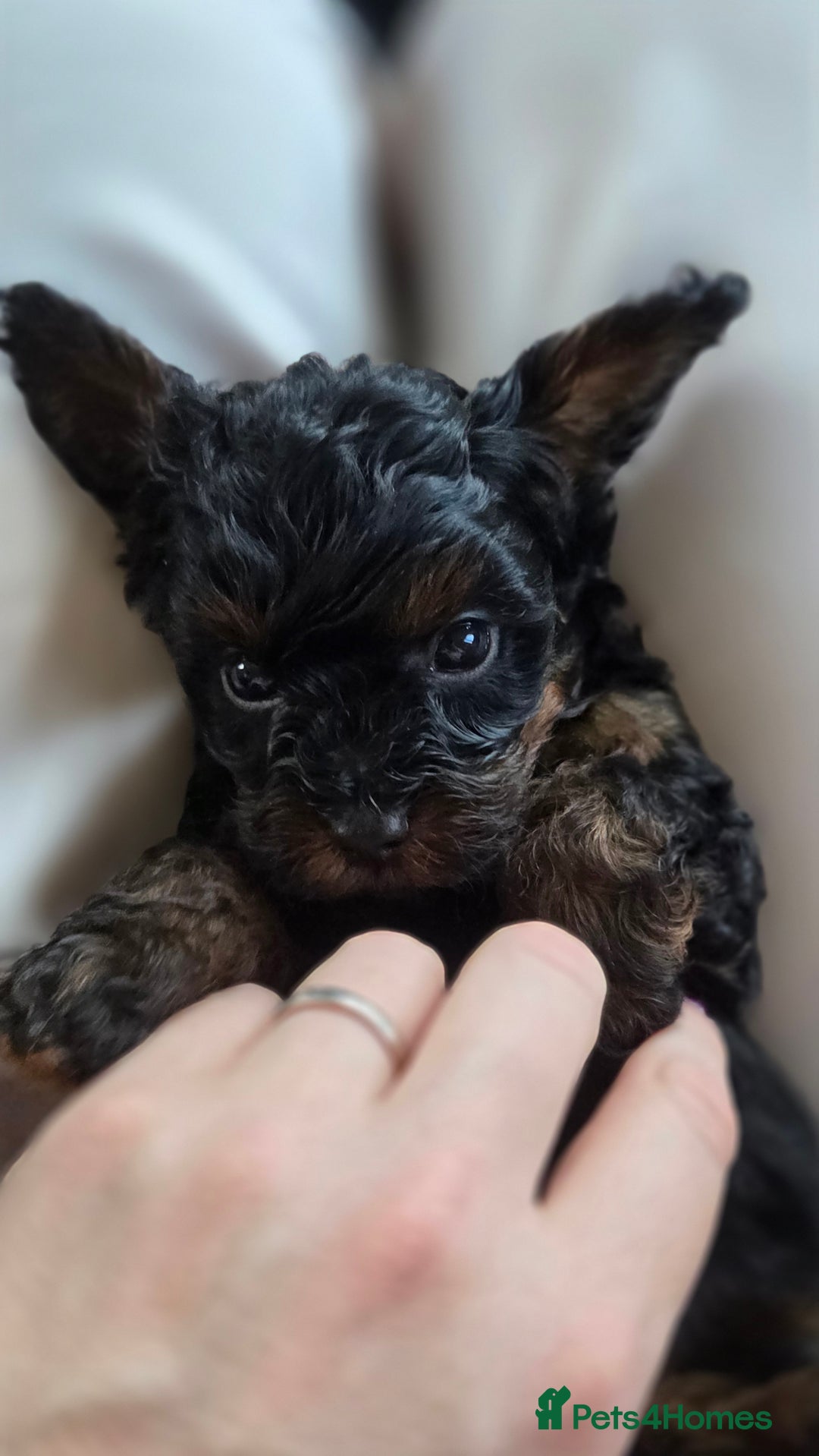 Cavapoo dogs for sale: Beautiful phantom F1B cavapoos - Image 16