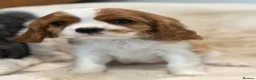Cavalier King Charles Spaniel dogs for sale: Extensively health tested cavalier pups  - Advert 14