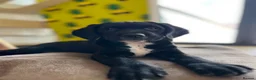 Springador dogs for sale: Happy chappy Springador looking for forever home  in Newquay - Advert 4