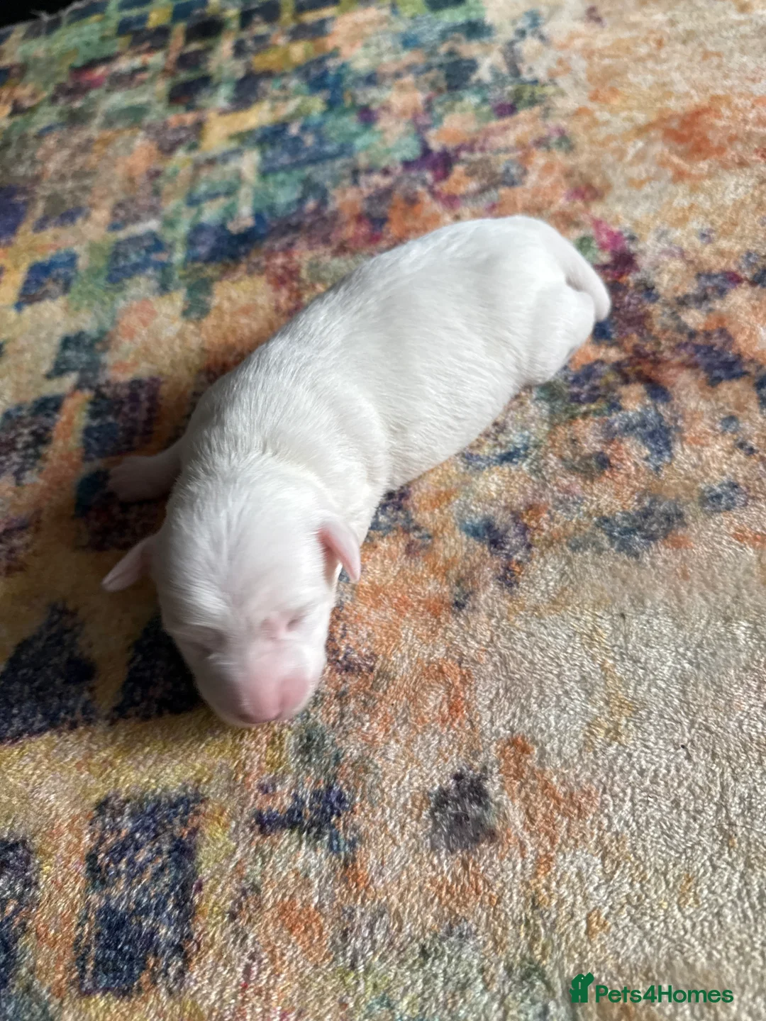 Jack Russell dogs for sale: Jack Russell  - Advert 10