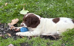 English Springer Spaniel dogs for sale: GAMEKEEPER BRED SPRINGER SPANIEL PUPS - Image 24