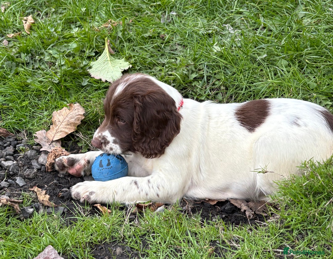 English Springer Spaniel dogs for sale: GAMEKEEPER BRED SPRINGER SPANIEL PUPS - Image 24