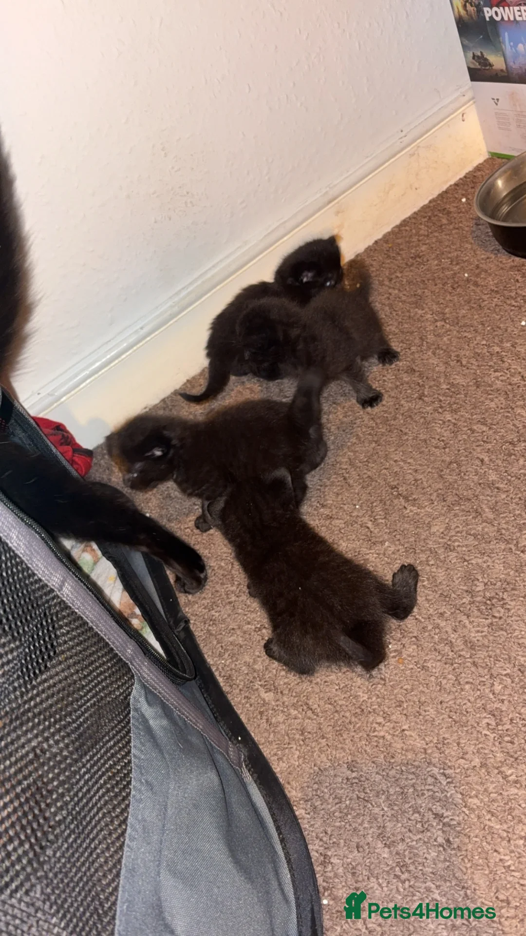 Domestic Shorthair cats for sale: Four black kittens  in Peterborough - Advert 4