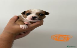 Staffordshire Bull Terrier dogs for sale: KC Staffordshire bull terriers 🧡🧡🏆🩸 REDS  - Image 22