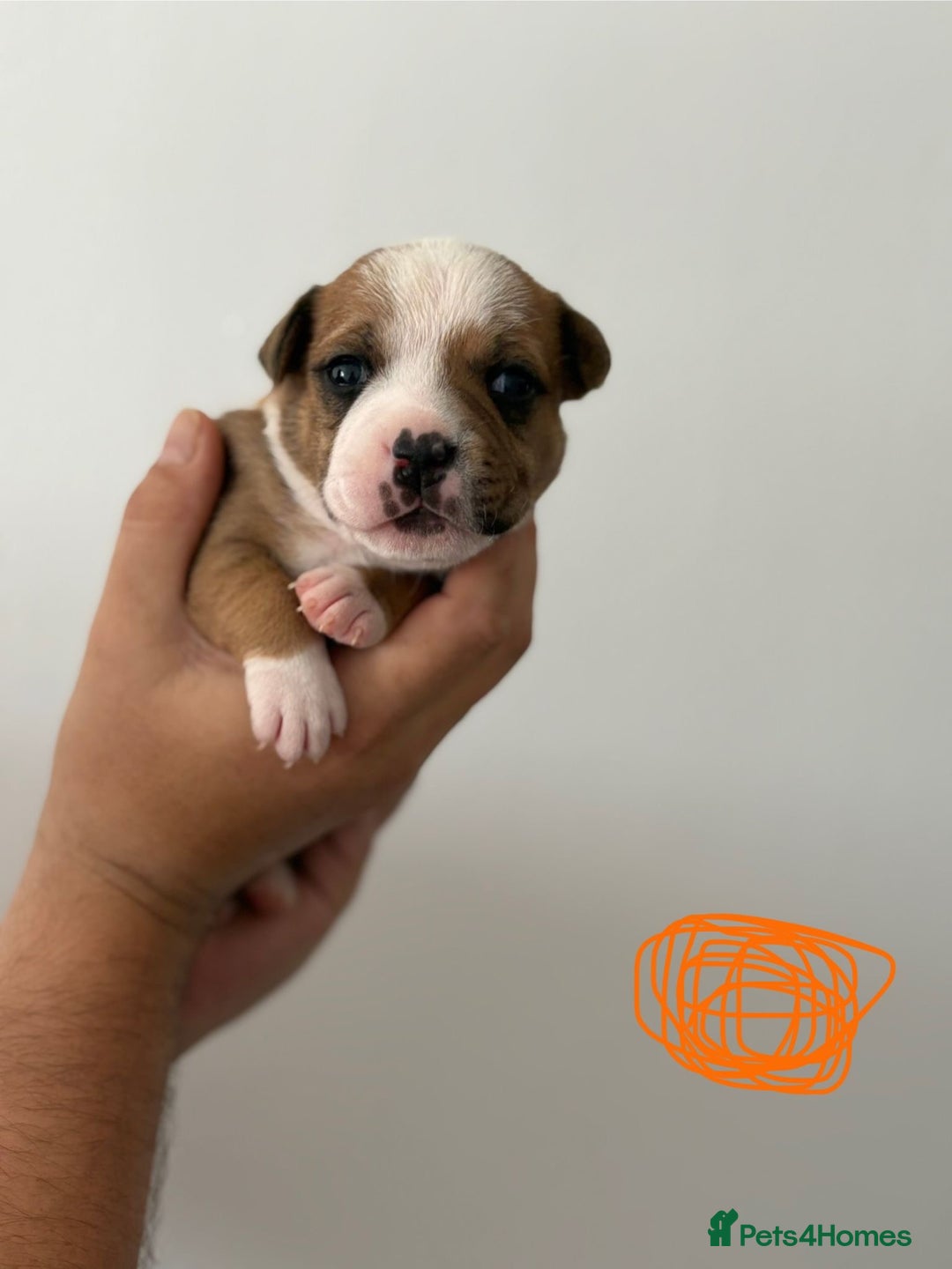 Staffordshire Bull Terrier dogs for sale: KC Staffordshire bull terriers 🧡🧡🏆🩸 REDS  - Image 22