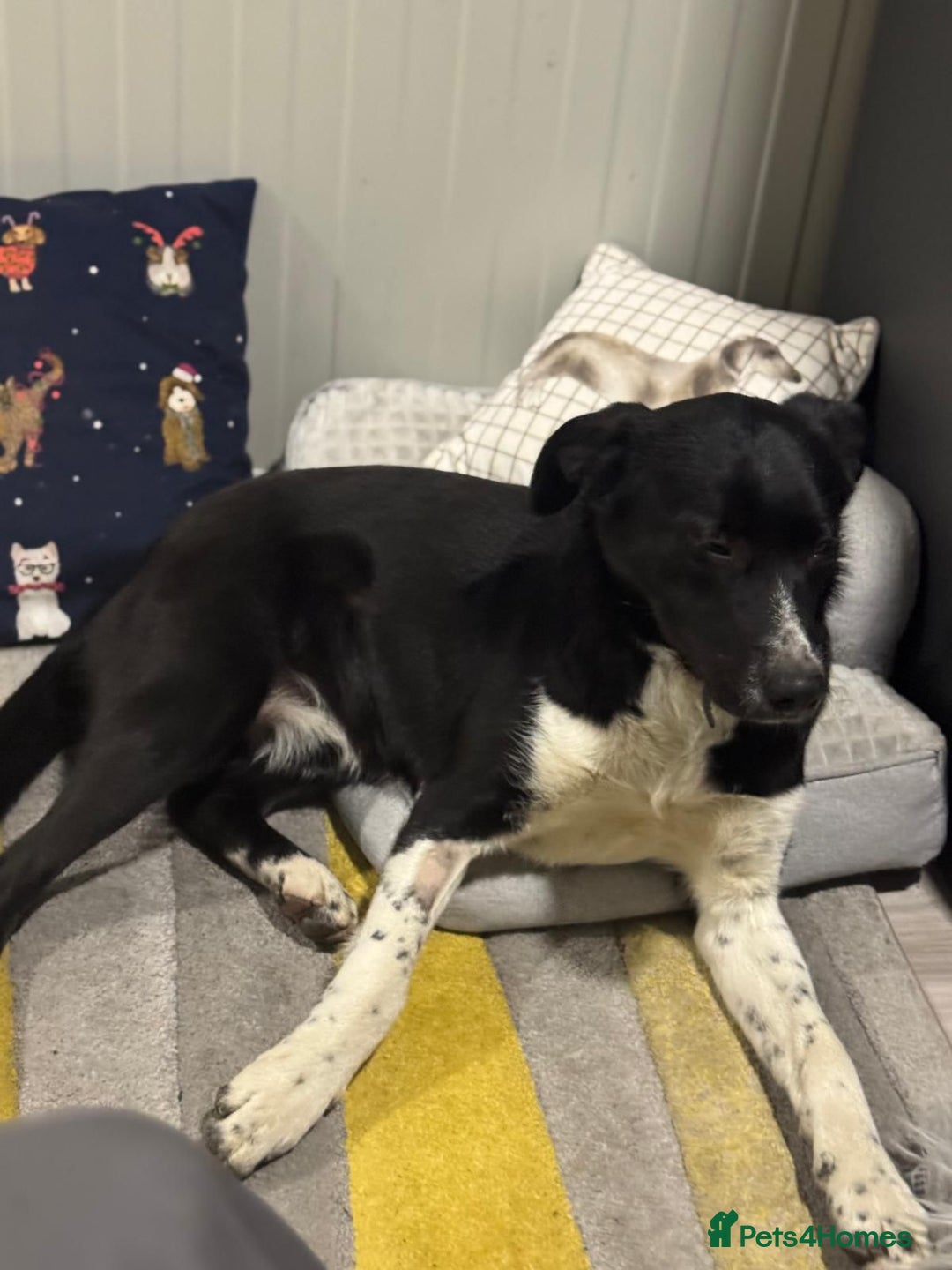 Mixed Breed dogs for adoption: Gorgeous Maylo looking for love - Advert 5