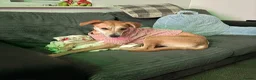 Mixed Breed dogs for sale: 2 year old whippet cross  in Christchurch - Advert 6