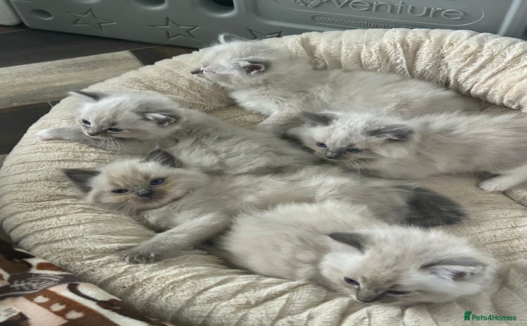Ragdoll cats - Advert 6