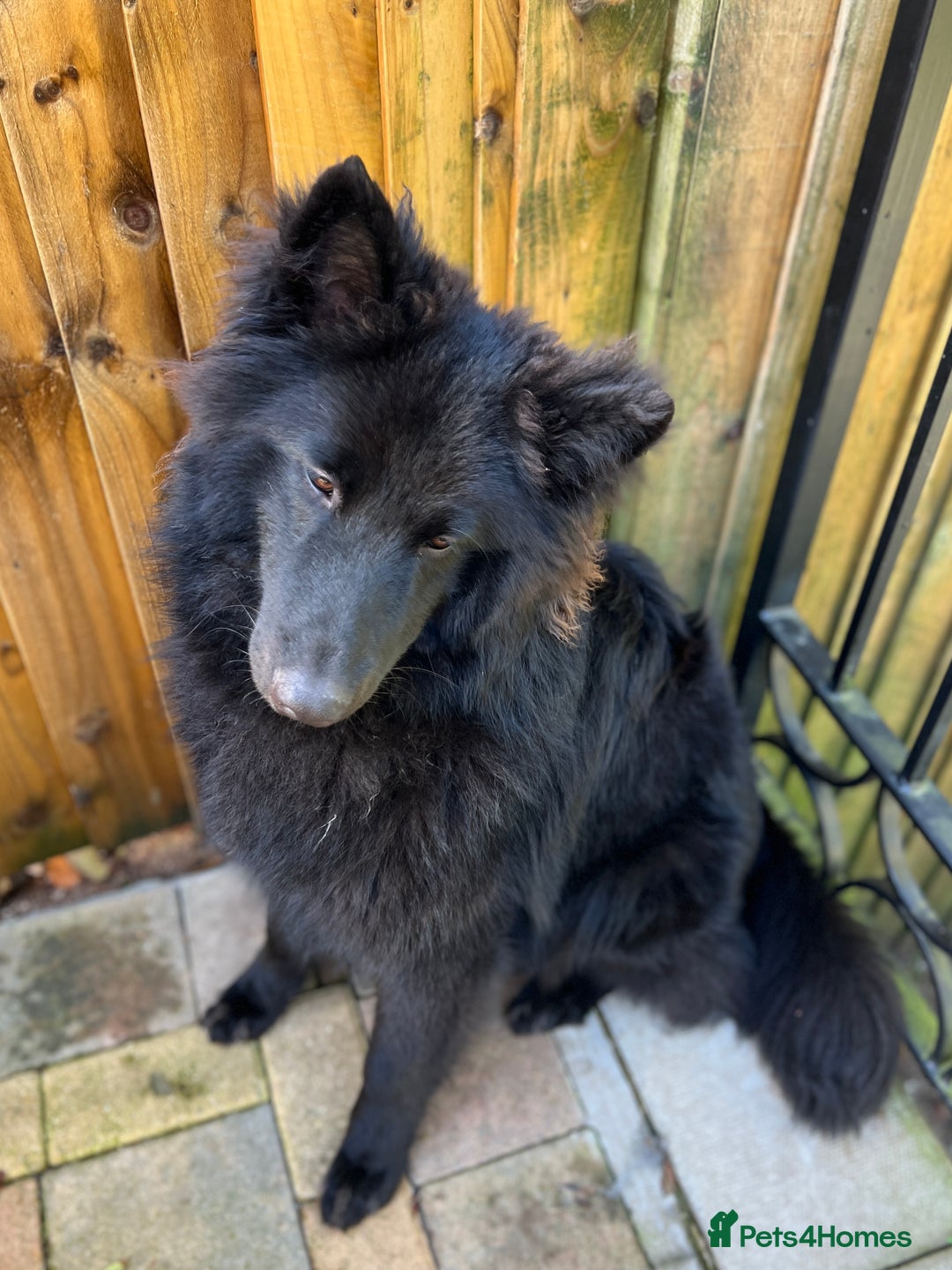German Shepherd dogs for stud: Black German Shepherd at Stud - Image 6